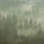 Welsh Firs and Mist by Lyn Holly Coorg; C-Type Fuji Lustre Photographic Paper